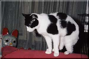 Maiga-Shira