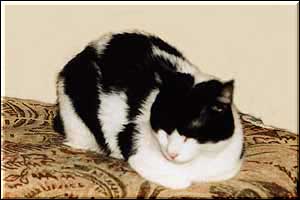 Maiga-Shira